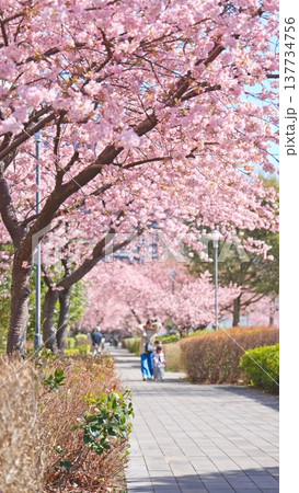 橋本公園の河津桜 橋本公園の河津桜 137734756