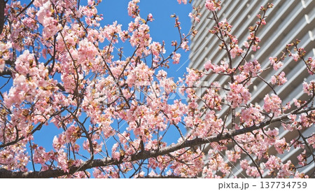 橋本公園の河津桜 137734759