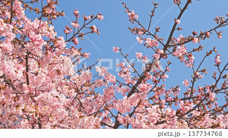 橋本公園の河津桜 137734768