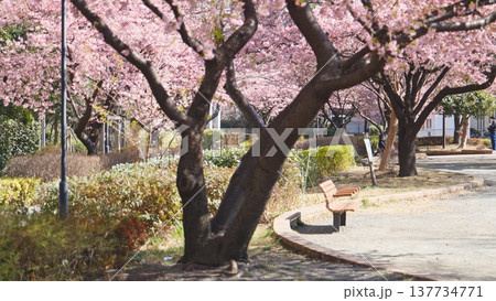 橋本公園の河津桜 137734771