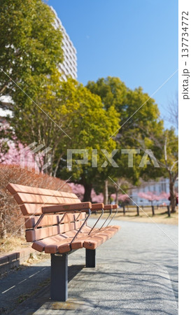 橋本公園の河津桜 橋本公園の河津桜 137734772