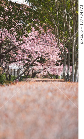 橋本公園の河津桜 137734773