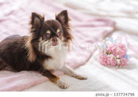 チワワとカーネーションの花束 137734796