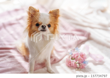 チワワとカーネーションの花束 137734797