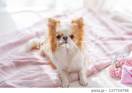 チワワとカーネーションの花束 137734798