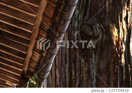 260314日枝神社g032 137734819