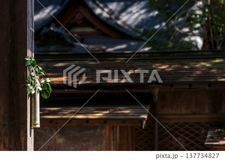 260314日枝神社g043 137734827