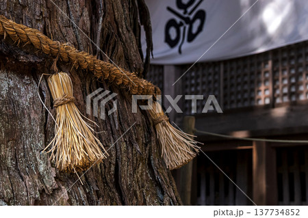 260314日枝神社g075 137734852