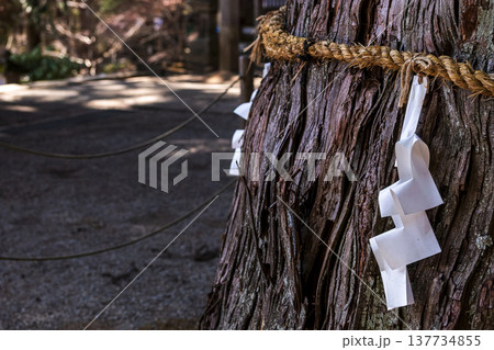 260314日枝神社g078 260314日枝神社g078 137734855