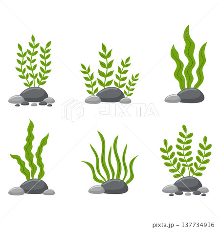 Green seaweeds and marine algae plants with stones set vector illustration. 137734916