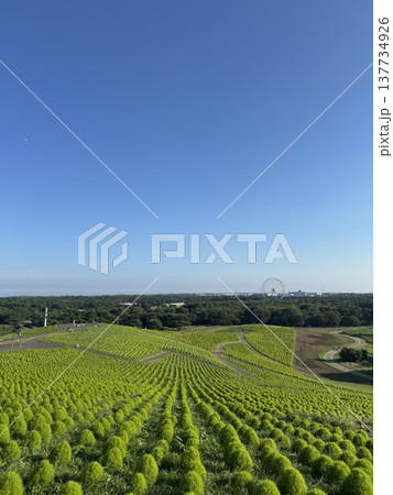 広大な畑と青空の風景 広大な畑と青空の風景 137734926