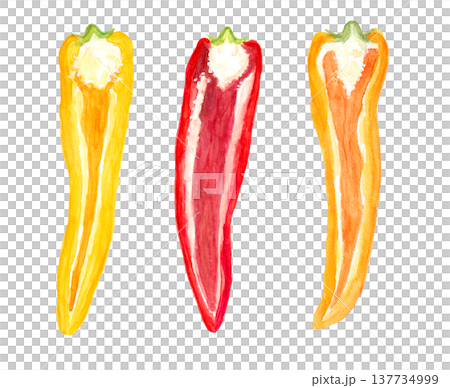 パレルモ断面の手描き水彩イラスト 137734999