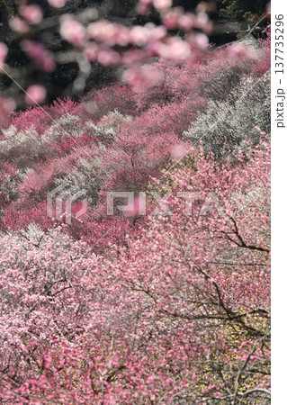 梅の名所、梅まつりの梅、ピンクに染まる、初春の花、満開の紅梅、春の訪れ、 137735296