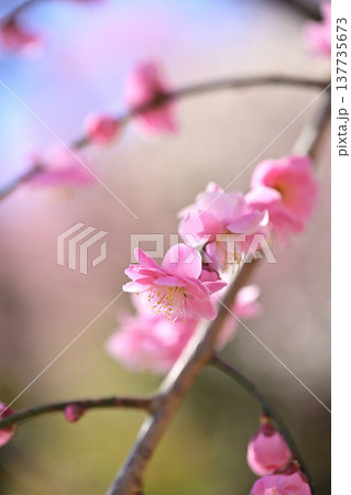 梅の花の蜜を吸う蜂 梅の花の蜜を吸う蜂 137735673