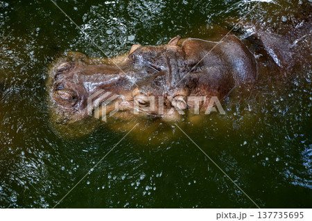 The Big hippopotamus is float in river The Big hippopotamus is float in river 137735695