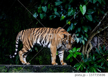 Close up Indochinese tiger is beautiful animal and dangerous in forest Close up Indochinese tiger is beautiful animal and dangerous in forest 137735696