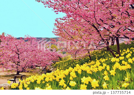 早春の満開の河津桜と水仙 137735714