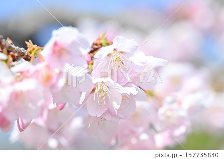 桜咲く 桜咲く 137735830