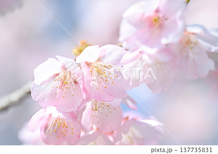 桜咲く 桜咲く 137735831