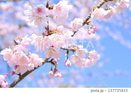 桜咲く 137735833