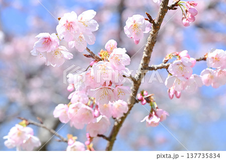 桜咲く 137735834