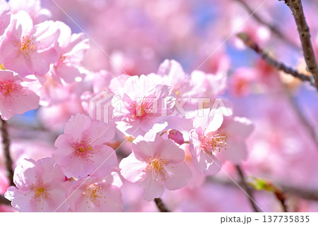 桜咲く 137735835