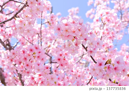 桜咲く 桜咲く 137735836
