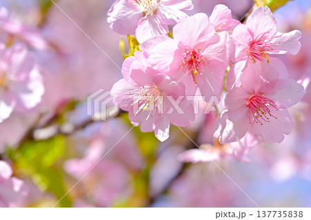 桜咲く 桜咲く 137735838
