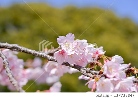 桜咲く 桜咲く 137735847