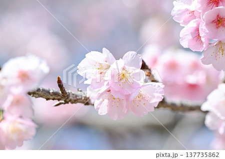 桜咲く 桜咲く 137735862