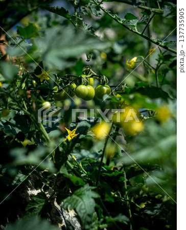ripening tomato fruits, tomato season ripening tomato fruits, tomato season 137735905