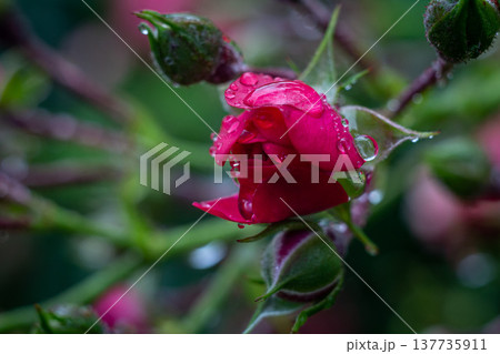 View of a rosebud in raindrops 137735911
