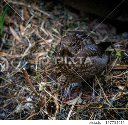 blackbird chick flying out of the nest blackbird chick flying out of the nest 137735913