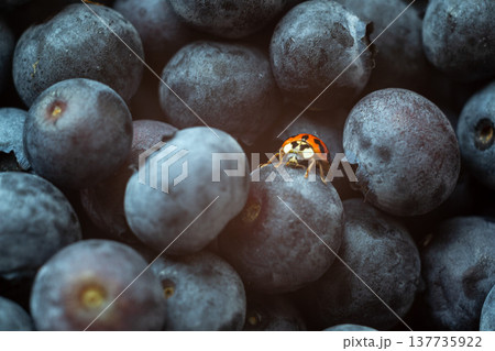 ladybug on blueberries, macro photography of a ladybug 137735922