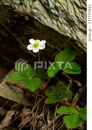 macro shot of blooming white wild strawberry flower under a stone macro shot of blooming white wild strawberry flower under a stone 137735942