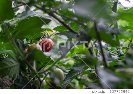 ripening tomato fruits, tomato season ripening tomato fruits, tomato season 137735943