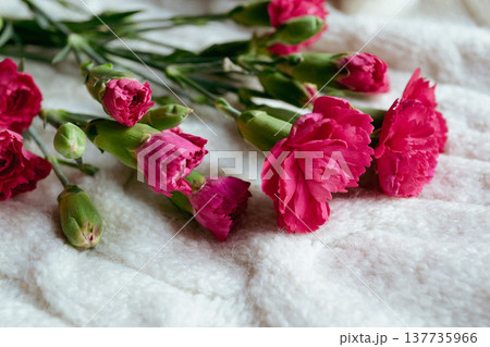 A bouquet of small pink carnations lies on a white knitted plaid A bouquet of small pink carnations lies on a white knitted plaid 137735966