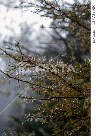 Spruce branches wrapped in cobwebs in dew drops illuminated by the sun 137735980