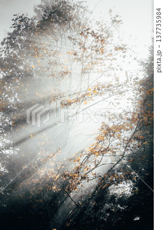 The sun's rays breaking through the thick fog, spruces and branches The sun's rays breaking through the thick fog, spruces and branches 137735984