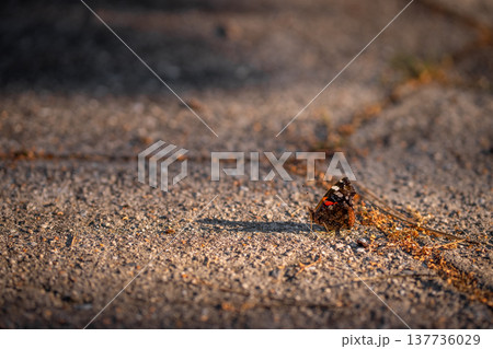 Butterfly Red Admiral on an asphalt road in the rays of the setting sun 137736029