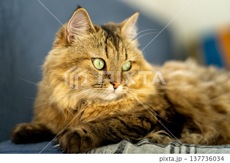 Fluffy domestic cat with green eyes on a blue sofa Fluffy domestic cat with green eyes on a blue sofa 137736034