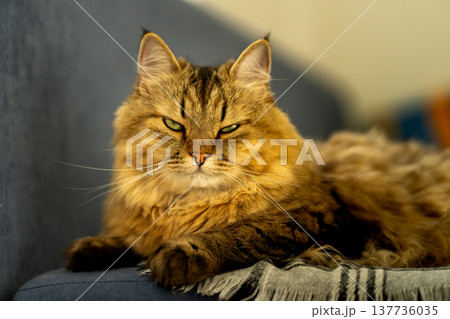 Fluffy domestic cat with green eyes on a blue sofa Fluffy domestic cat with green eyes on a blue sofa 137736035