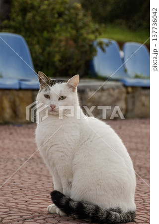 The beautiful white cat is looking at the camera. 137736042