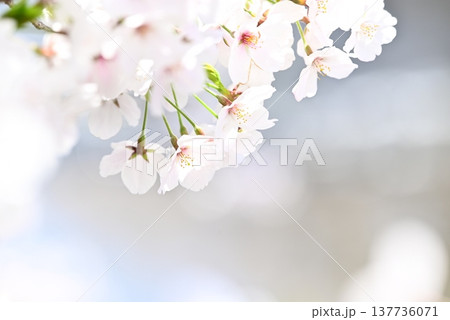 桜咲く 桜咲く 137736071