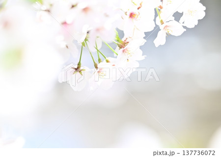 白い桜 白い桜 137736072