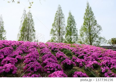 愛知県弥富市_三ツ又池公園20_2025年4月 137736156