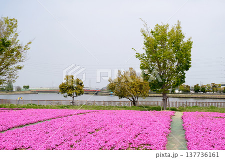 愛知県弥富市_三ツ又池公園5_2025年4月 愛知県弥富市_三ツ又池公園5_2025年4月 137736161