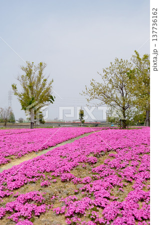 愛知県弥富市_三ツ又池公園6_2025年4月 137736162