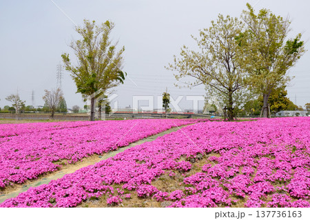 愛知県弥富市_三ツ又池公園7_2025年4月 137736163