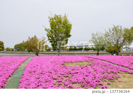 愛知県弥富市_三ツ又池公園8_2025年4月 愛知県弥富市_三ツ又池公園8_2025年4月 137736164